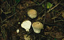 Lycoperdon molle Pers.:Pers.