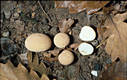 Lycoperdon molle Pers.:Pers.