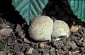 Lycoperdon molle Pers.:Pers.