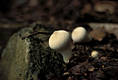 Lycoperdon perlatum Pers.:Pers.