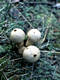 Lycoperdon perlatum Pers.:Pers.