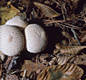 Lycoperdon perlatum Pers.:Pers.