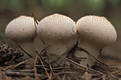 Lycoperdon perlatum Pers.:Pers.