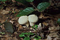 Lycoperdon perlatum Pers.:Pers.