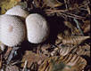 Lycoperdon perlatum Pers.:Pers.