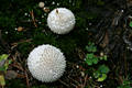 Lycoperdon perlatum Pers.:Pers.