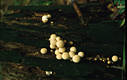 Lycoperdon pyriforme Schaeff.:Pers.