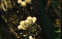 Lycoperdon pyriforme Schaeff.:Pers.