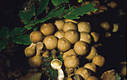 Lycoperdon pyriforme Schaeff.:Pers.