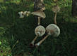 Macrolepiota procera (Scop.:Fr.)Sing.