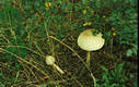 Macrolepiota procera (Scop.:Fr.)Sing.