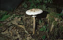 Macrolepiota procera (Scop.:Fr.)Sing.