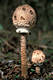 Macrolepiota procera (Scop.:Fr.)Sing.