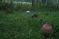 Macrolepiota procera (Scop.:Fr.)Sing.