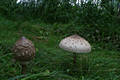 Macrolepiota procera (Scop.:Fr.)Sing.