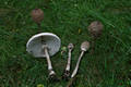 Macrolepiota procera (Scop.:Fr.)Sing.