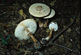 Macrolepiota rachodes (Vitt.)Singer