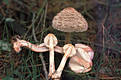 Macrolepiota rachodes (Vitt.)Singer