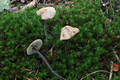 Marasmius alliaceus (Jacq.:Fr.)Fr.