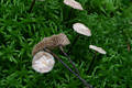 Marasmius androsaceus (L.:Fr.)Fr.