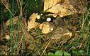 Marasmius bulliardii Qul.