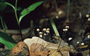 Marasmius bulliardii Qul.