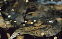 Marasmius bulliardii Qul.