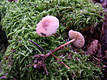 Marasmius cohaerens (Pers.:Fr.)Fr.