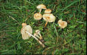 Marasmius oreades (Bolt.:Fr.)Fr.