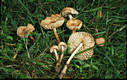 Marasmius oreades (Bolt.:Fr.)Fr.