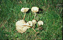 Marasmius oreades (Bolt.:Fr.)Fr.