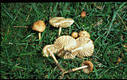 Marasmius oreades (Bolt.:Fr.)Fr.