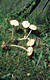 Marasmius oreades (Bolt.:Fr.)Fr.