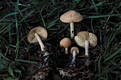 Marasmius oreades (Bolt.:Fr.)Fr.