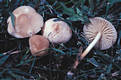 Marasmius oreades (Bolt.:Fr.)Fr.