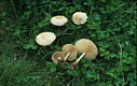 Marasmius oreades (Bolt.:Fr.)Fr.