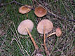 Marasmius oreades (Bolt.:Fr.)Fr.