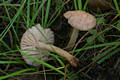 Marasmius oreades (Bolt.:Fr.)Fr.