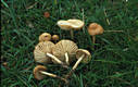 Marasmius oreades (Bolt.:Fr.)Fr.