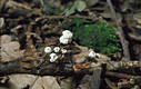 Marasmius rotula (Scop.:Fr.)Fr.