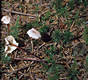 Marasmius scorodonius (Fr.:Fr.)Fr.