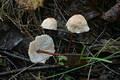 Marasmius scorodonius (Fr.:Fr.)Fr.