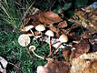 Marasmius torquescens Qul.