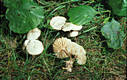 Marasmius wynnei Berk.& Br.