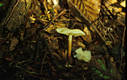 Marasmius wynnei Berk.& Br.