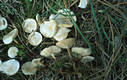 Marasmius wynnei Berk.& Br.