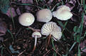 Marasmius wynnei Berk.& Br.