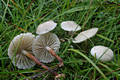 Marasmius wynnei Berk.& Br.