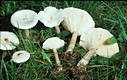 Melanoleuca verrucipes (Fr.)Sing.