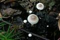 Microcollybia tuberosa (Bull.:Fr.)Lennox